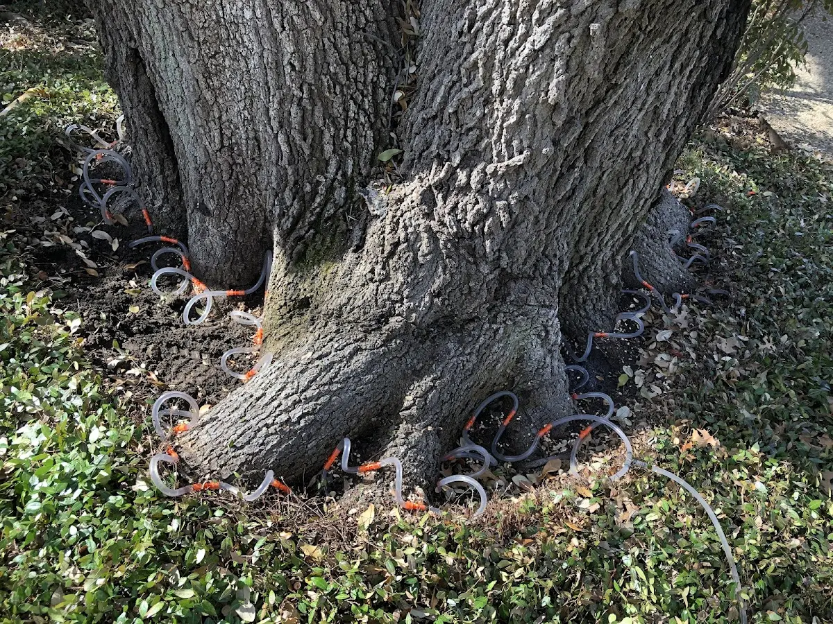 Detailed Tree Cabling and Bracing job site in Essex