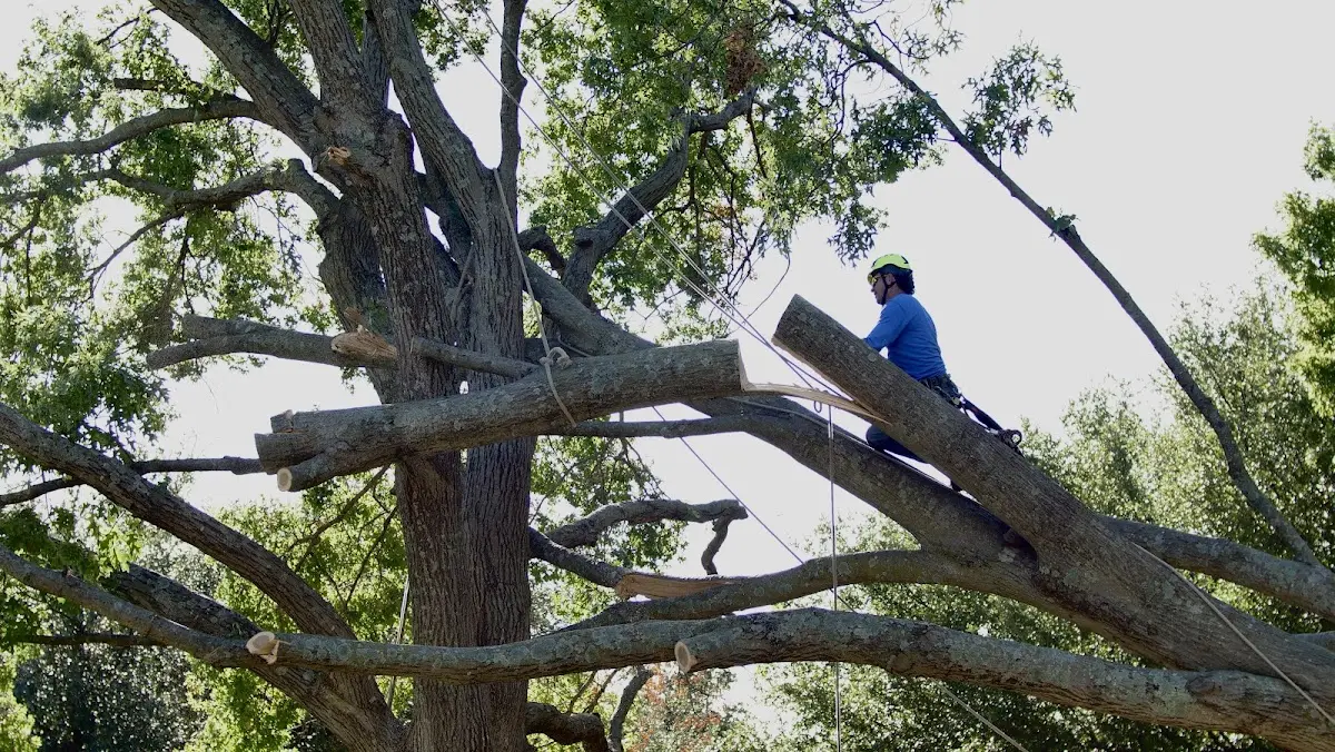 Professional Crown Thinning performed by certified arborists in Essex